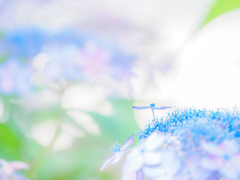 白い花。繊細な水色の真花。美しいガクアジサイの装飾花と両性花（真花）のクローズアップ。爽やかな色合い。梅雨から初夏の公園や花壇を彩るアジサイのある風景。