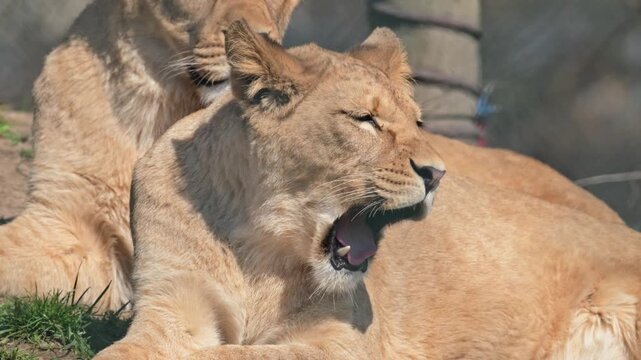 young lion siblings resting on the ground