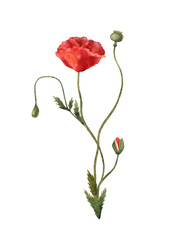 Fototapeta premium Watercolor Red Poppy Floral Clipart Set. Isolated on a transparent background