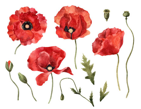 Watercolor Red Poppy Floral Clipart Set. Isolated on a transparent background