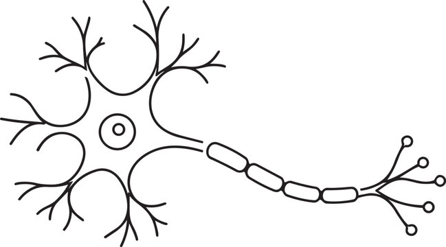 Simple neuron cell diagram with dendrites, axon, and myelin sheath illustration