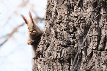 Obraz premium red squirrel with winter grey fur eating a nut on a textured tree trunk. Commercial wildlife photography for nature backgrounds, environmental concepts, and animal lifestyle.