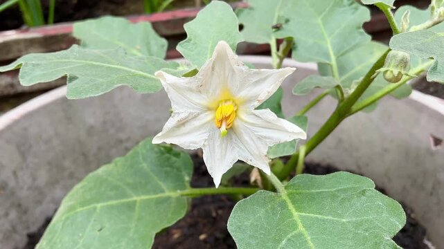 4K Macro Video of Eggplant Flower Solanum Melongena Swaying in Breeze with Green Leaves for Agriculture and Nature Documentary Footage