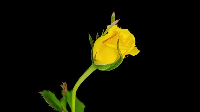 yellow rose flower blooming opening time lapse