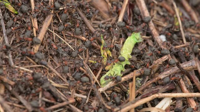 Ants on an anthill carrying dead caterpillar