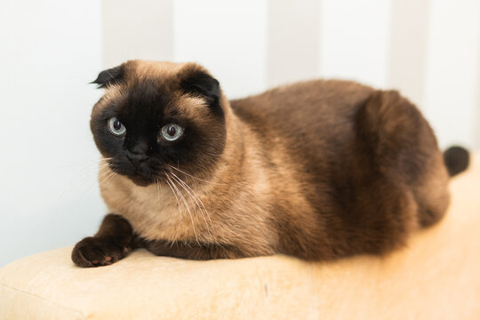 Fluffy colorpoint cat lying down on the sofa and looking away curiously.