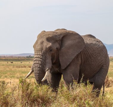 African elephant grazing dry savanna during Kenya safari