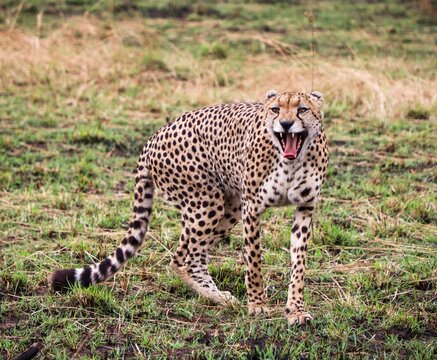 Cheetah yawning showing teeth on African savanna