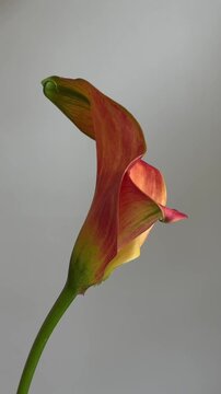 Close-up macro video of an orange Zantedeschia (calla lily) with curled trumpet-shaped petals in a gradient of coral, orange and yellow tones, gently swaying on a slender green stem against a s