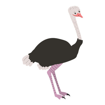 ostrich vector illustration