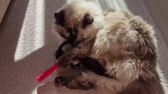 Cat resists grooming and bites a slicker brush at home, playful pet behavior, grooming challenge, funny animal moment