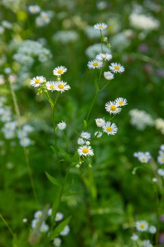 Annual fleabane (Erigeron annuus) with delicate white daisy-like flowers blooming in a green summer meadow. Wild flowering plant in natural habitat, selective focus, soft bokeh, botanical background, 