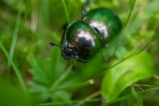 Extreme macro shot of a Geotrupes stercorarius (dor beetle) resting on the natural ground. The highly detailed image highlights the insect's robust dark exoskeleton