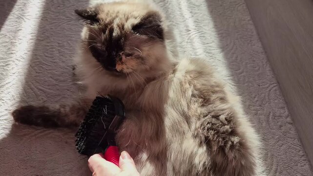 Long-haired domestic cat is being brushed with a slicker brush at home, pet grooming, care routine, cozy lifestyle
