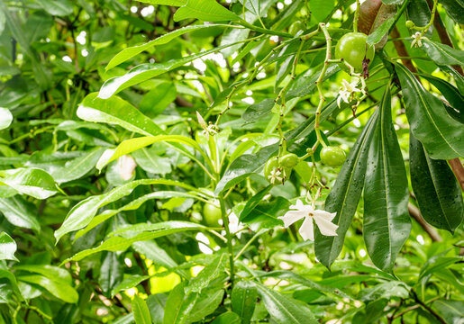 Lush Cerbera odollam tree branch with green fruits and white flowers. Tropical foliage covered in water droplets after rain. Natural background of vibrant green leaves in a garden.