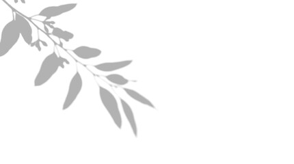 Delicate eucalyptus branch botanical leaf shadow overlay on a transparent background © Vitalo4ok