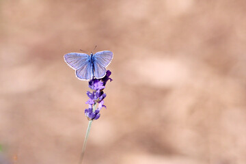 l'Argus bleu © Dreams 14