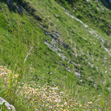 Gros plan sur des herbes folles et de la flore sauvage sur un versant escarp&eacute; de montagne en &eacute;t&eacute;