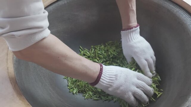 Traditional Chinese tea making techniques involve workers stir frying freshly picked green tea in iron pots