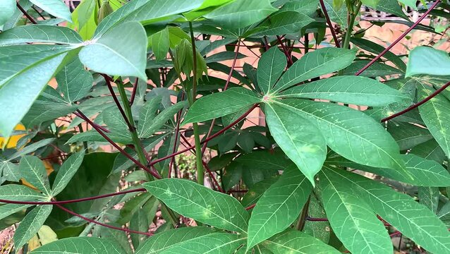 Cassava leaves blowing gently in the wind at plantation. tropical agricultural garden.