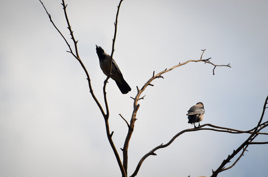 Minimalist wildlife photography showing the dark silhouettes of two birds, likely crows or ravens, resting on the thin, leafless branches of a dead tree against a moody, overcast sky.