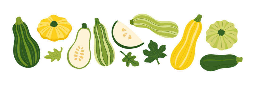Zucchini squash marrow vegetable set. Pattypan squash whole and sliced pieces with leaves. Organic fresh food autumn harvest agriculture market. Healthy eating cooking ingredient