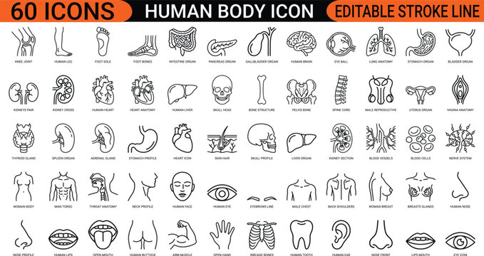 Human body anatomy internal organs line art icons set, medical healthcare biology, brain heart lungs kidney, bones skeleton joints, web icon, app icon, outline icon, editable stroke, vector EPS