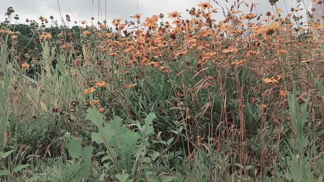 Orange Wildflowers Swaying in Moody Meadow Field - Cinematic Nature B-roll 1080p No Audio