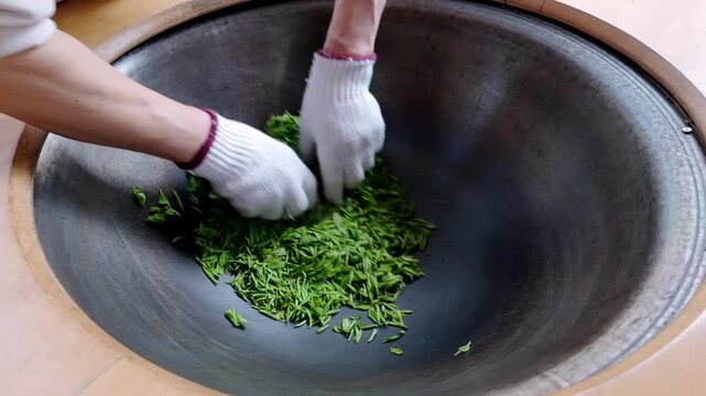 Traditional Chinese tea making techniques involve workers stir frying freshly picked green tea in iron pots