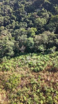 Aerial view of a brazilian rainforest