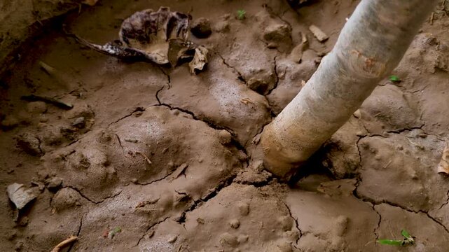 Dry cracked earth surrounding a wooden pole in parched soil close up view