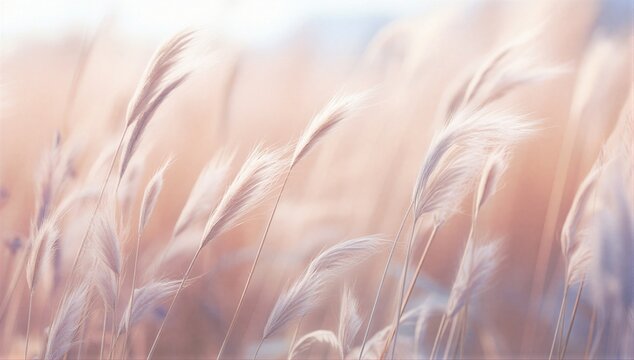 Soft feather grass in pastel light conveys serene landscape, tranquil nature, and calm harmony.