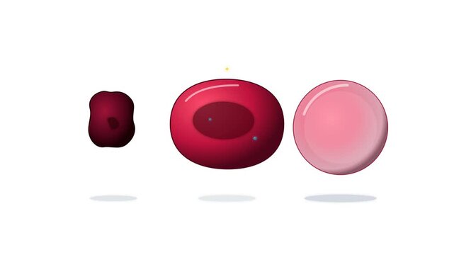 Medical illustration showing the process of osmotic hemolysis