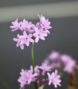 Tulbaghia violacea 