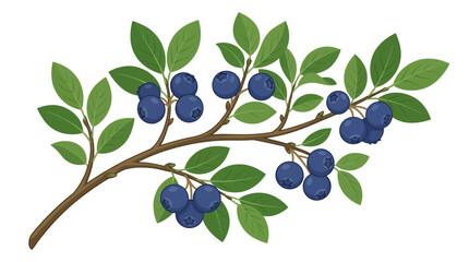 Blueberry branch, green leaves, fruit illustration, vector graphics, berry bush © MSTMANWARA