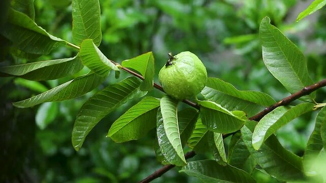 Close-up of fresh green guava fruits growing naturally on a tropical tree with lush leaves and gentle movement in daylight. Ideal for agriculture, organic farming, gardening, and healthy food concepts