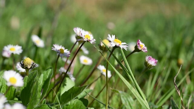 Group of daisy flowers shakes in light wind, white petals with purple tips