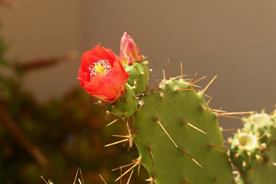 Fiore rosso di cactus opuntia