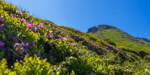 Fototapeta premium Low angle view of sunlit hillside covered in purple wildflowers with distant rocky peak for outdoor background and wallpaper