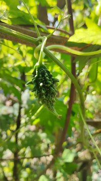 Small black berries hanging on a green plant branch