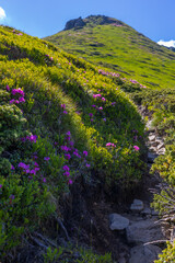Fototapeta premium Alpine mountain trail with pink wildflowers and rocky path for nature background and hiking banner design