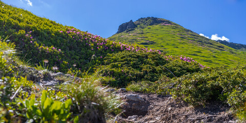 Fototapeta premium Wide panoramic mountain slope with rocky footpath and flowering shrubs for scenic background and landscape banner