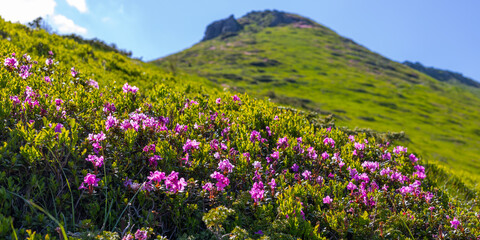 Fototapeta premium Pink rhododendron alpine flowers on a steep green slope with distant peak for floral landscape background and nature banner design