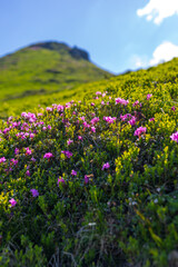 Fototapeta premium Close-up alpine hillside with pink wildflowers in foreground for nature background and spring landscape wallpaper