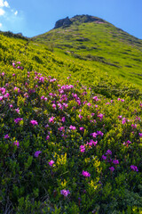 Fototapeta premium Alpine hillside pink rhododendron flowers vertical green mountain slope for nature background and landscape wallpaper for outdoor banner and spring design