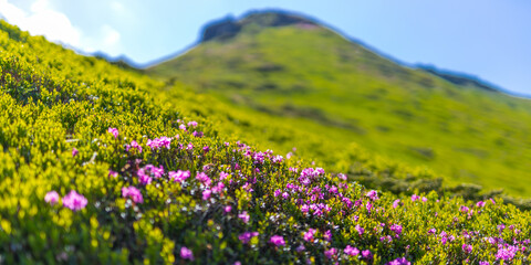 Fototapeta premium Wide panoramic alpine slope with clusters of pink wildflowers for scenic nature background and landscape wallpaper
