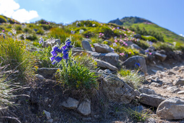 Fototapeta premium Mountain trail with solitary blue wildflower and rocky slope for outdoor landscape poster and nature background design