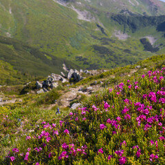 Fototapeta premium Close view of pink alpine flowers on a mountain slope with distant green valleys for nature poster and background