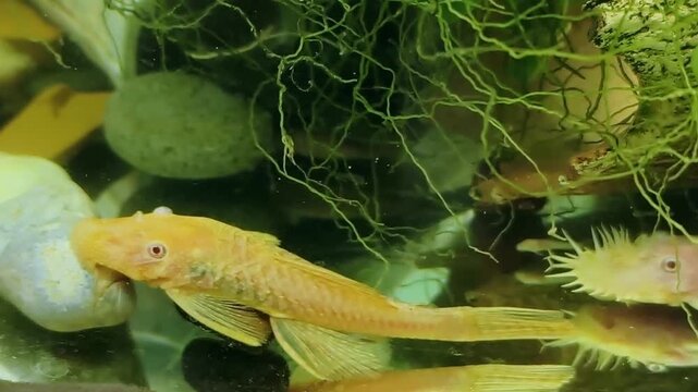 Albino bristlenose pleco catfish swimming in aquarium