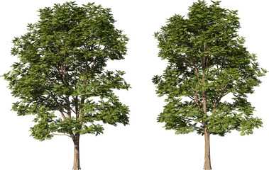 Tree on a transparent background  © jomphon